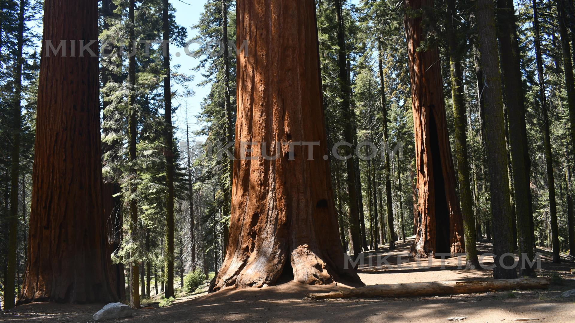 Sequoia National Park, CA - Photo 3