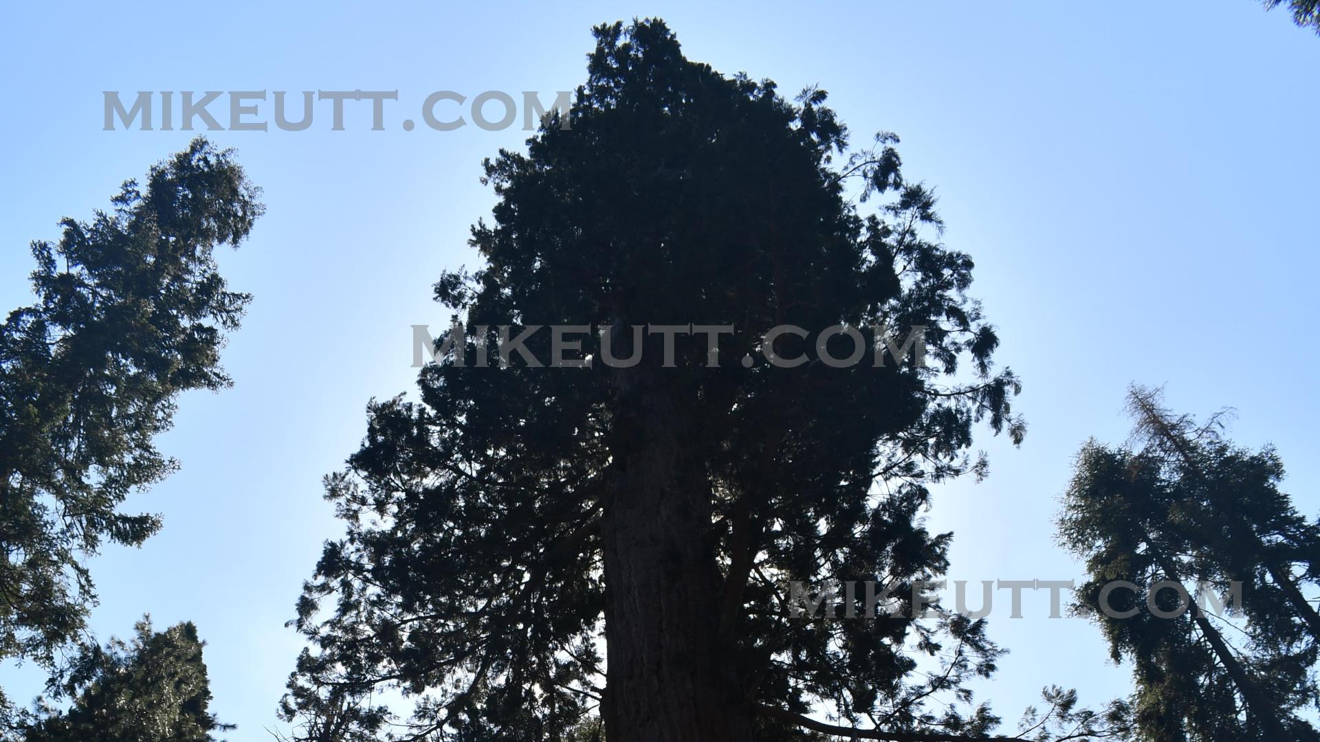 General Sherman - Sequoia National Park, CA - Photo 2