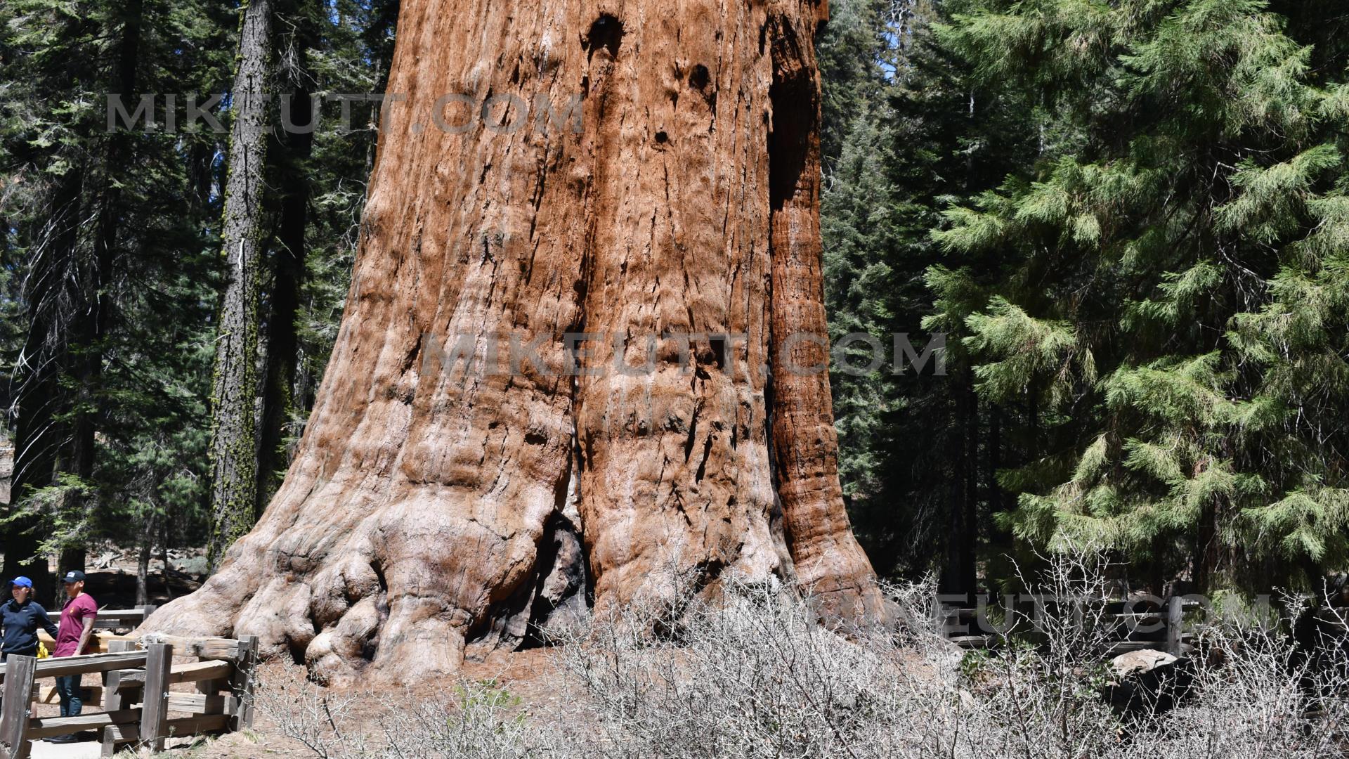 General Sherman - Sequoia National Park, CA